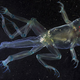Illustration for article titled These unbelievable monsters with seven legs are actually real frogs